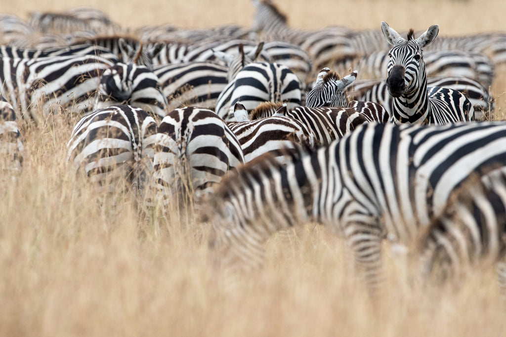 Game Drives