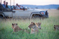 Singita Sasakwa Lodge - Wildlife