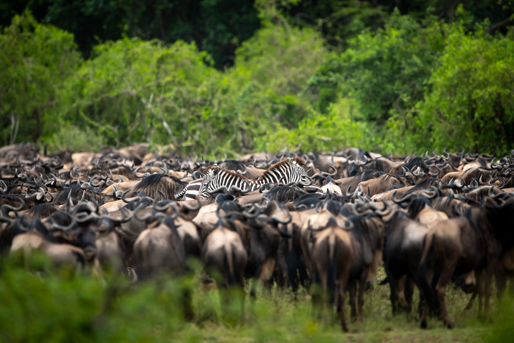 Game Drives