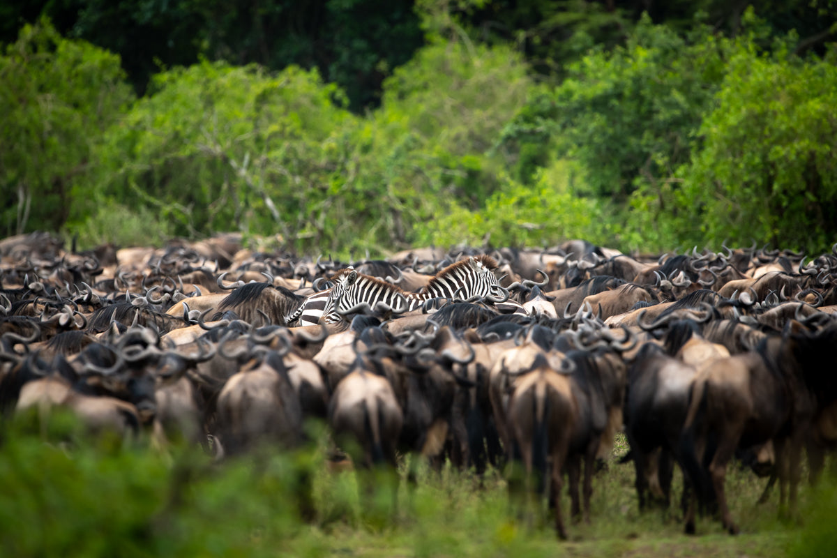 Game Drives