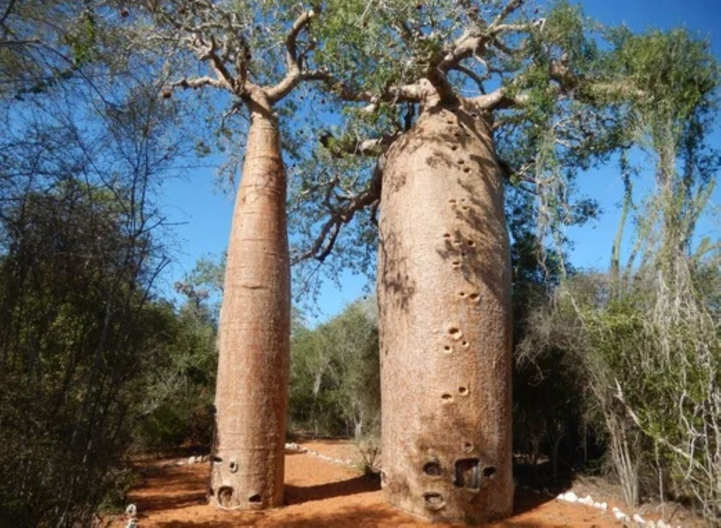 Reniala Reserve