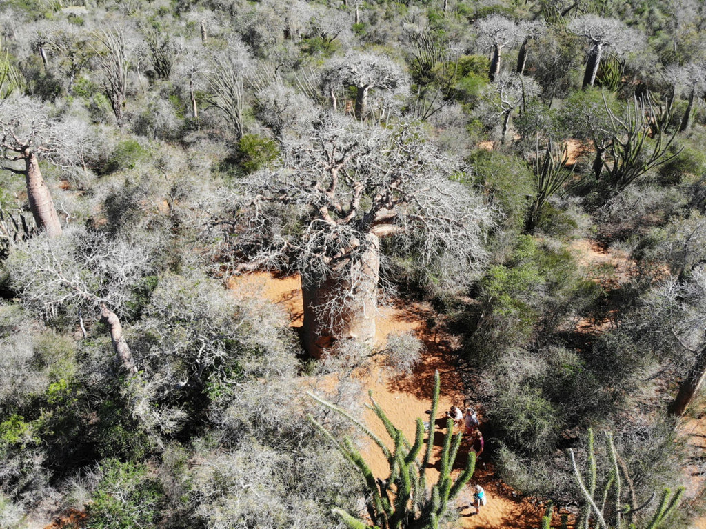 Reniala Reserve