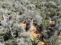 Reniala Reserve