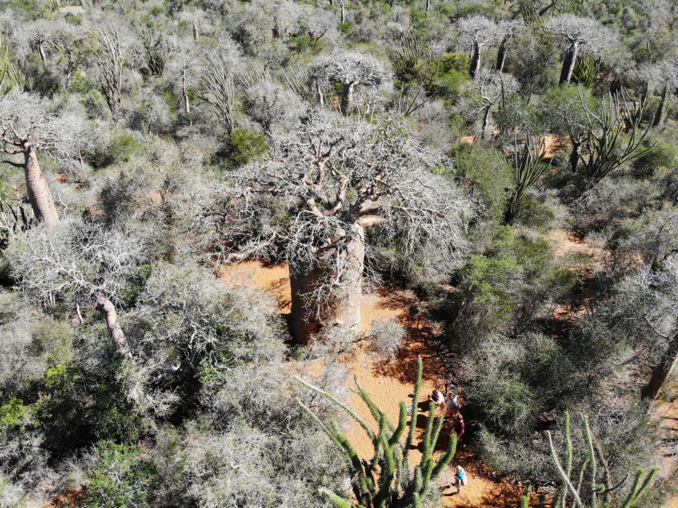 Reniala Reserve