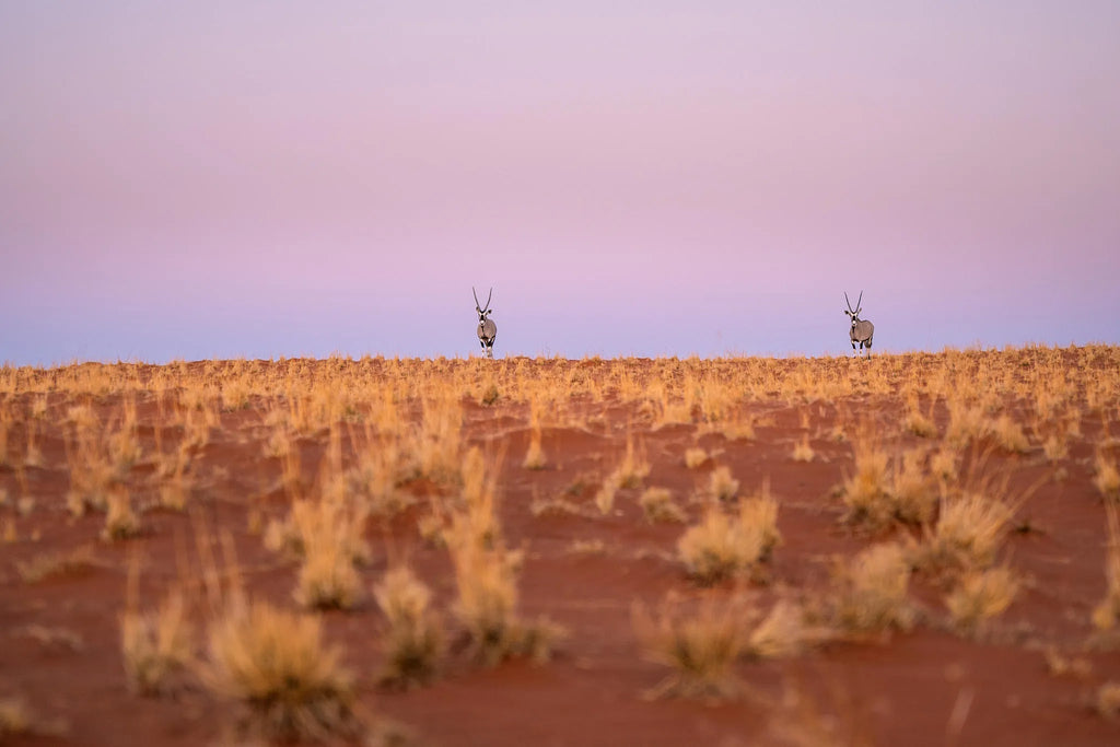 Meet the Locals at Wolwedans Desert Lodge, NamibRand Nature Reserve, Namibia.