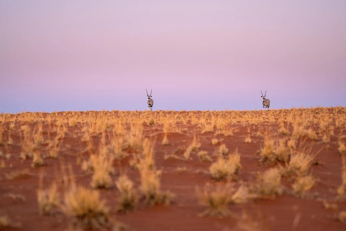 Meet the Locals at Wolwedans Desert Lodge, NamibRand Nature Reserve, Namibia.