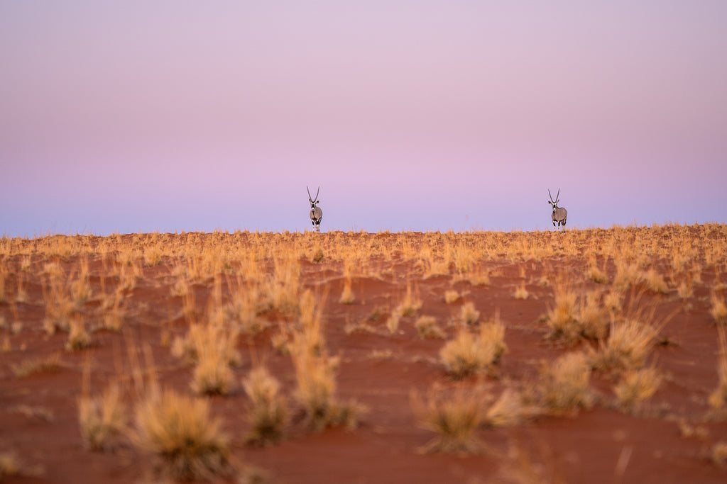 Meet the Locals