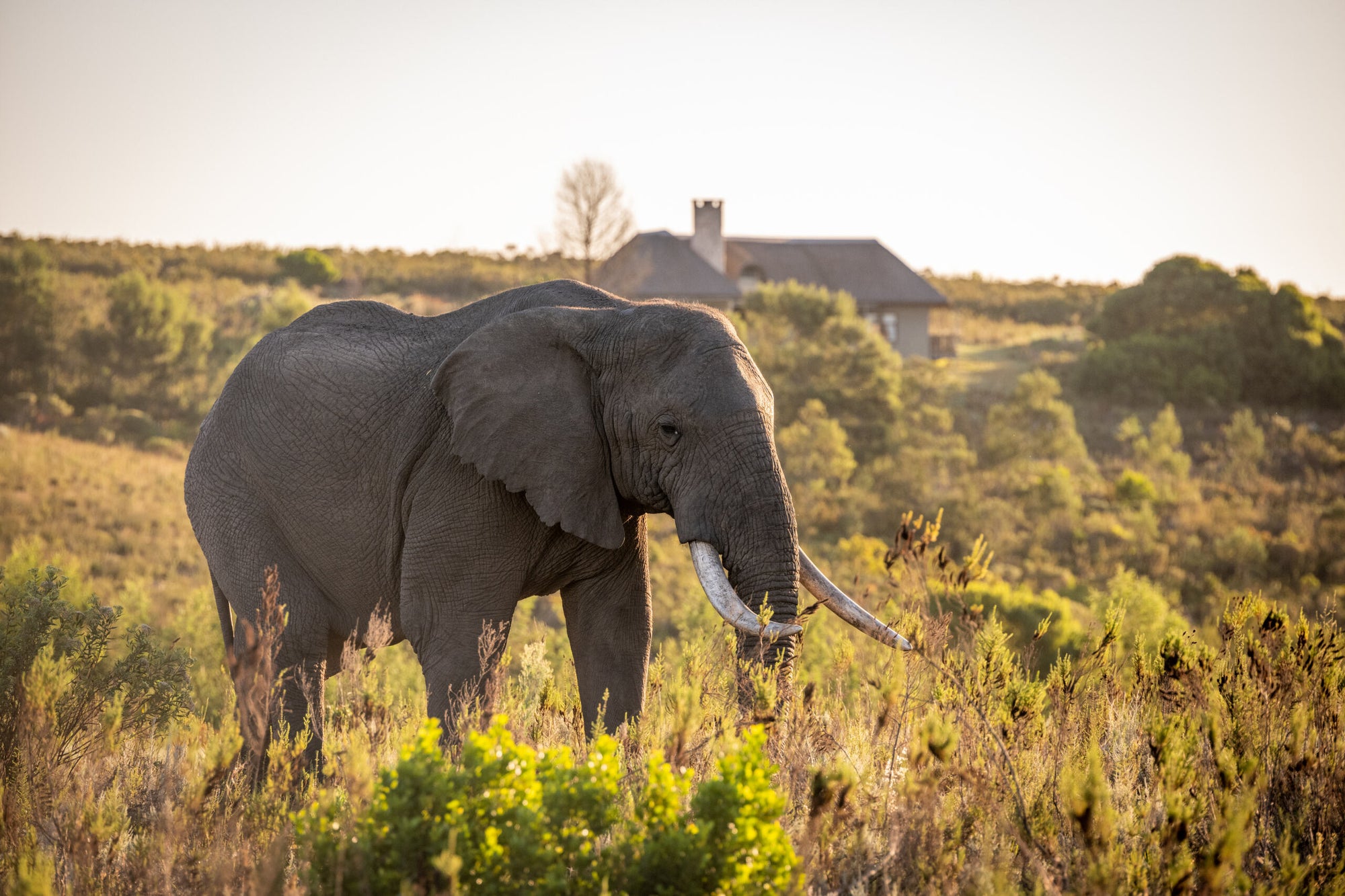 Kwena Lodge Villa