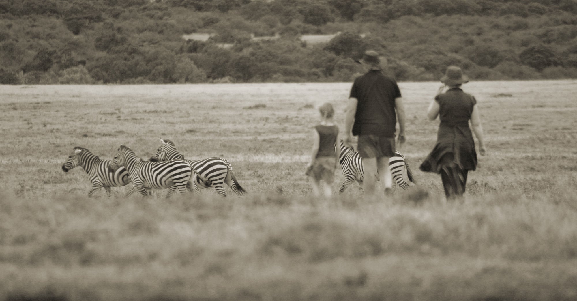 Bush Walks 