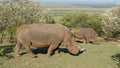 Rhino Sanctuary Visit