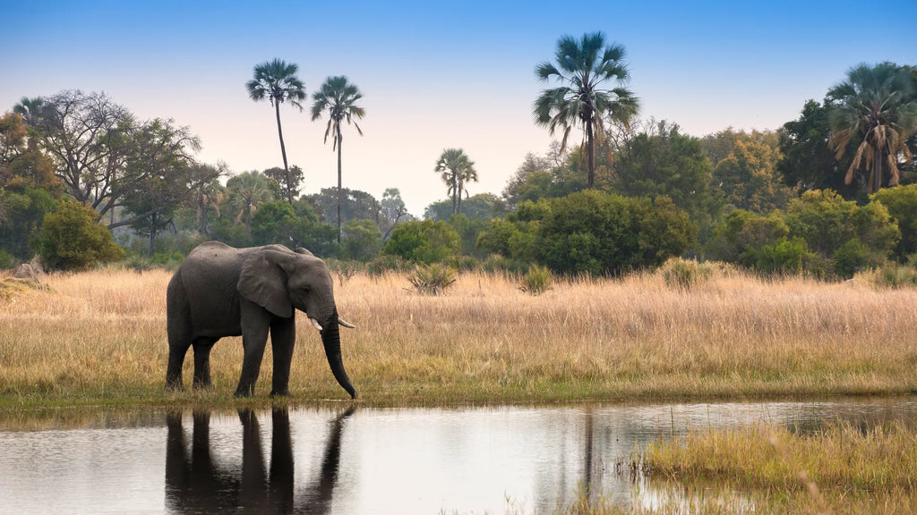 Sandibe Okavango Safari Lodge at andBeyond Sandibe Okavango Safari Lodge, Okavango Delta, Botswana.