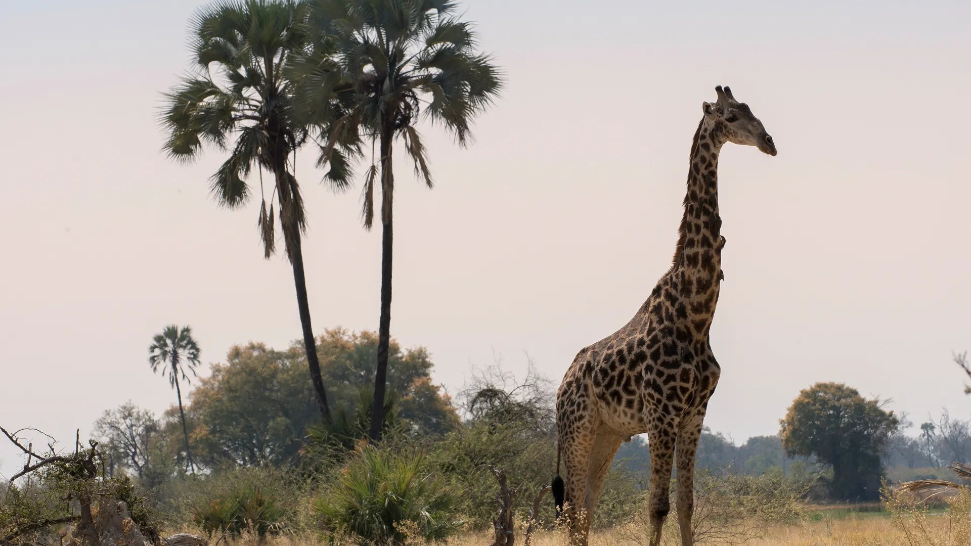 Sandibe Okavango Safari Lodge at andBeyond Sandibe Okavango Safari Lodge, Okavango Delta, Botswana.