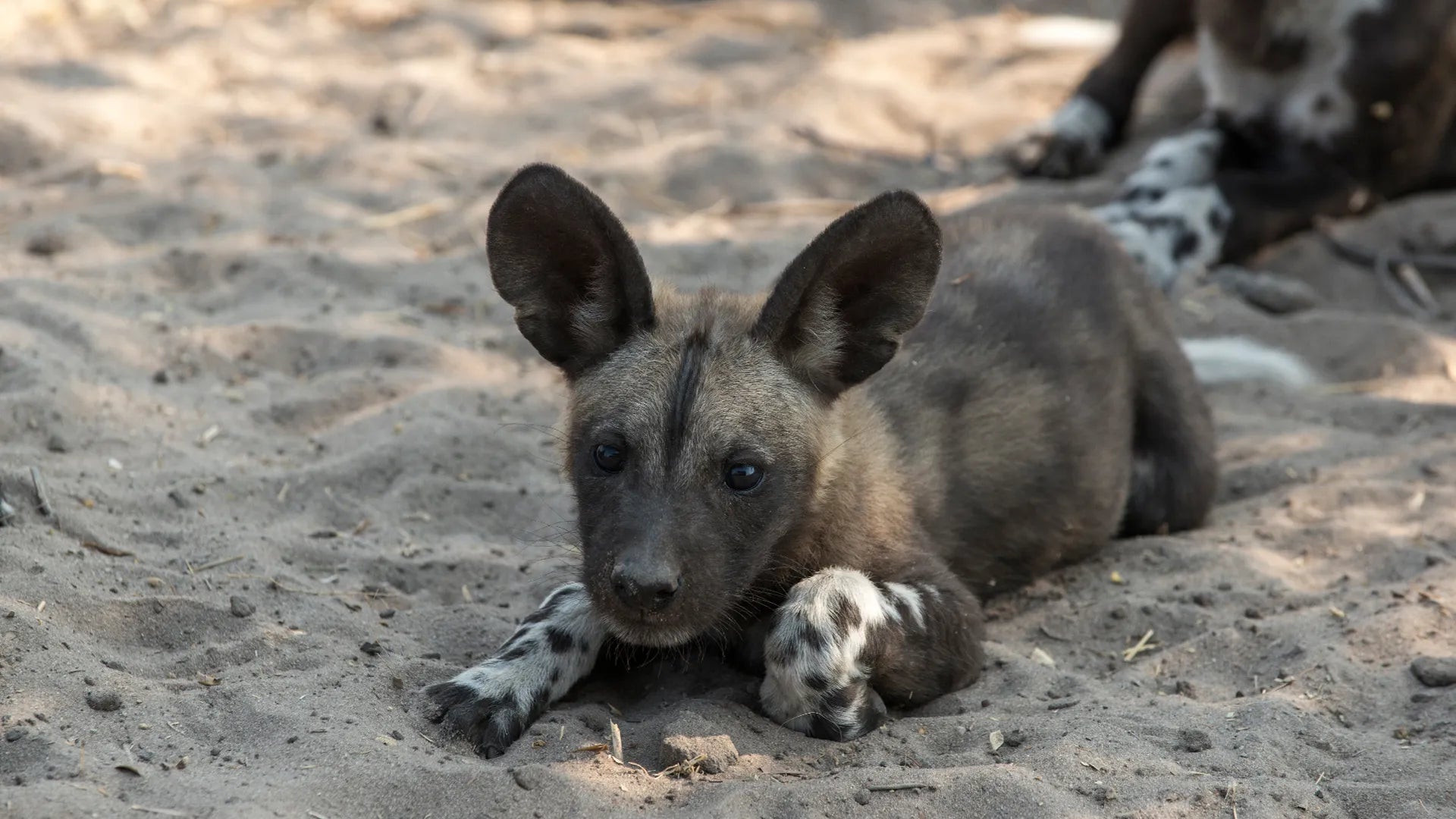 Sandibe Okavango Safari Lodge at andBeyond Sandibe Okavango Safari Lodge, Okavango Delta, Botswana.