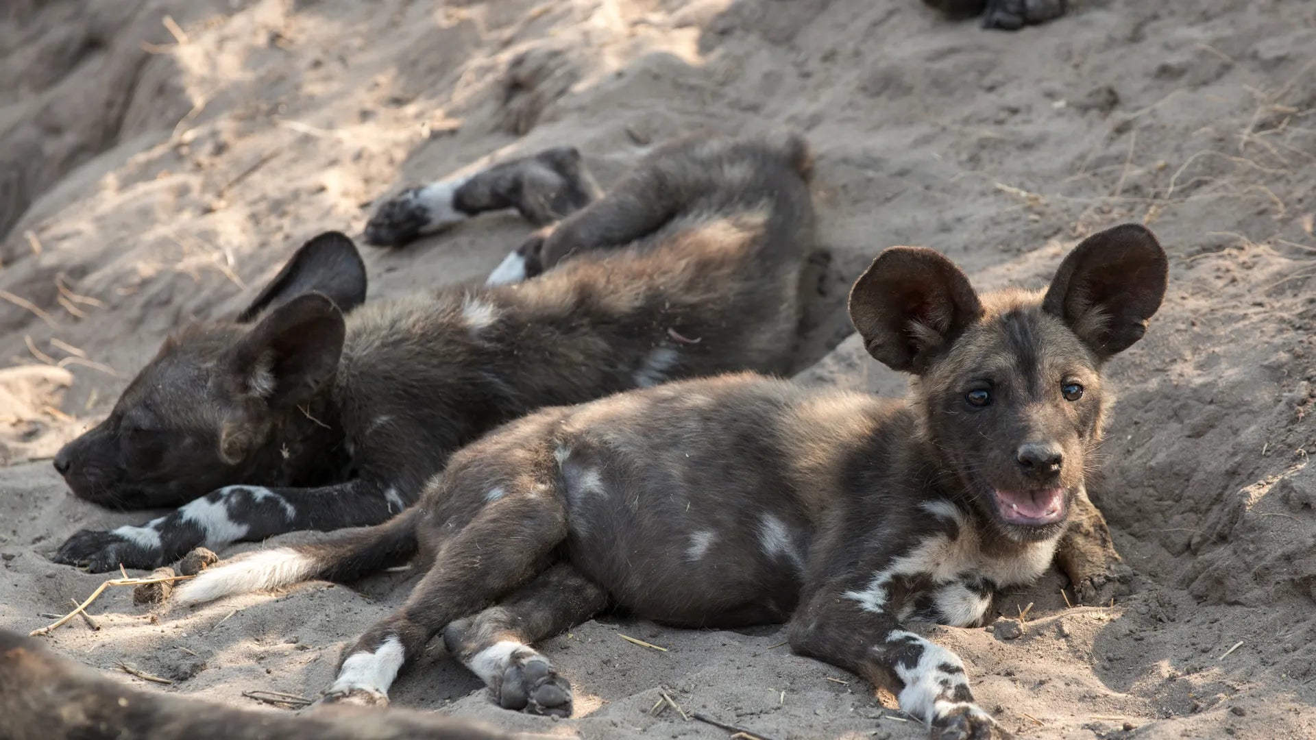 Sandibe Okavango Safari Lodge at andBeyond Sandibe Okavango Safari Lodge, Okavango Delta, Botswana.