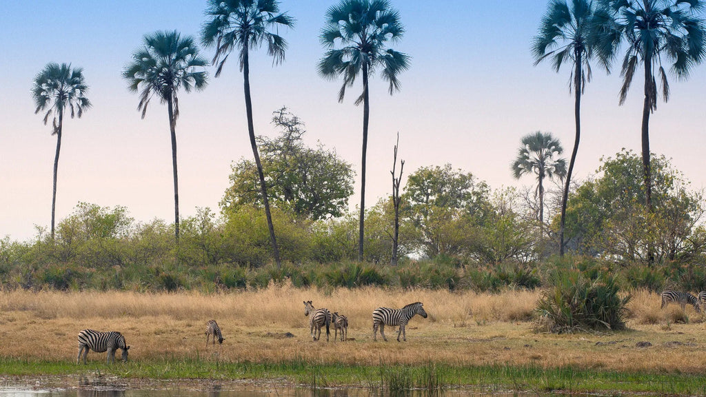 Sandibe Okavango Safari Lodge at andBeyond Sandibe Okavango Safari Lodge, Okavango Delta, Botswana.