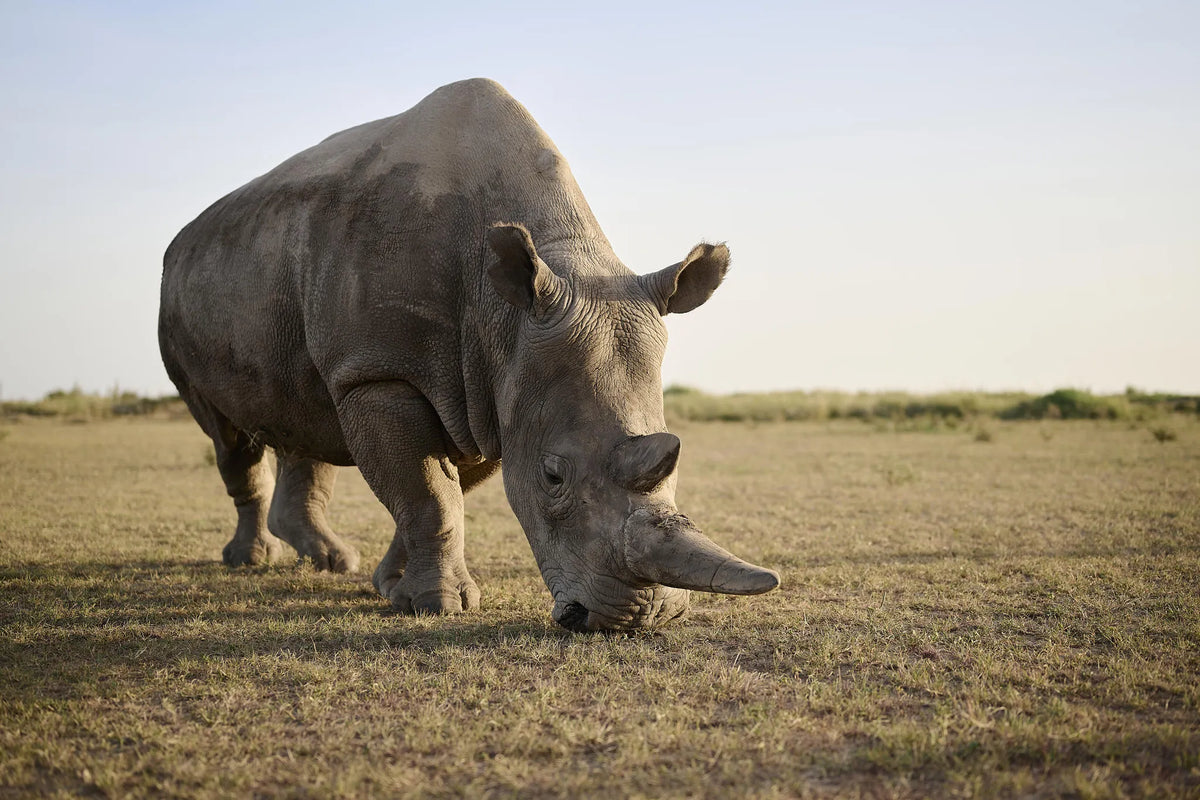 Rhino Sanctuary Visit