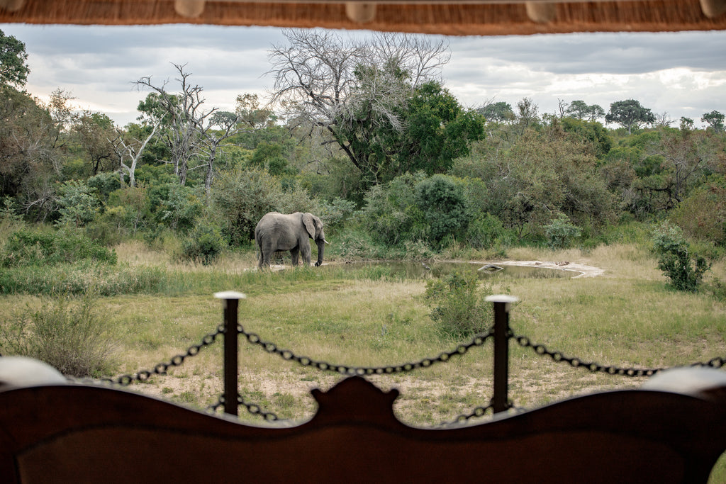 Elephant at the waterhole