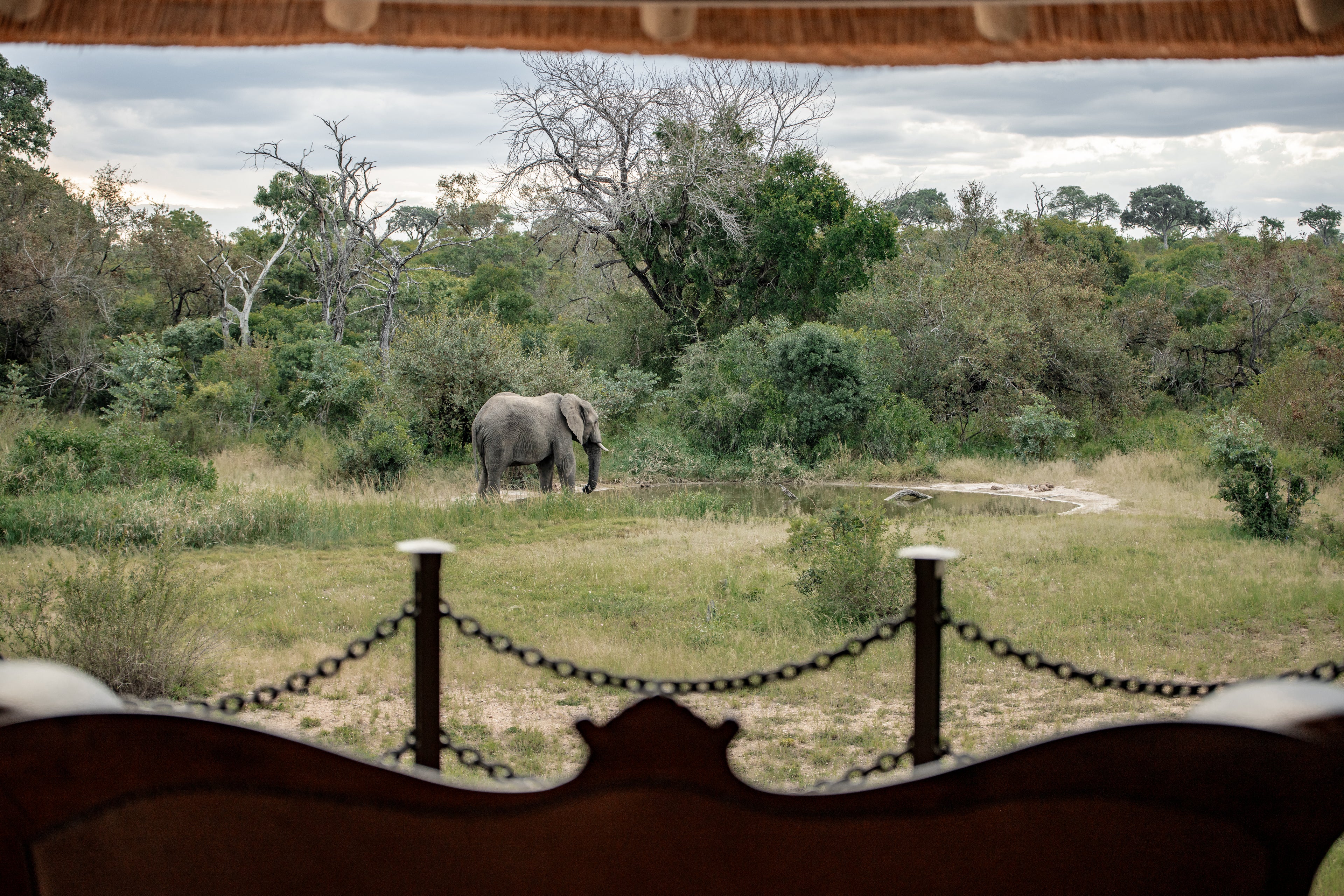 Elephant at the waterhole