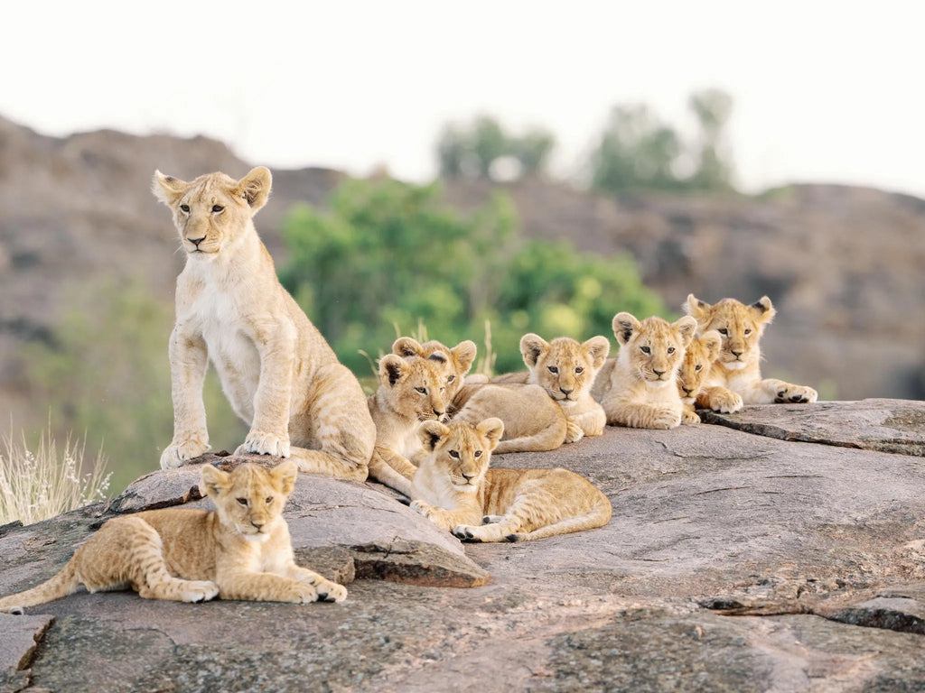 wild encounters at Mara Bushtops Camp, Masai Mara, Kenya.