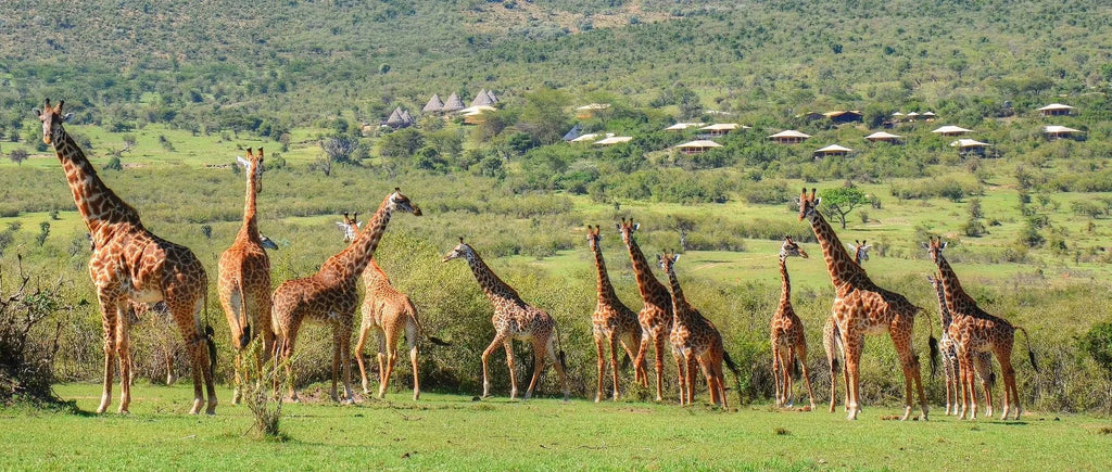 Our wWldlife Conservancy is private to Bushtops guests at Mara Bushtops Camp, Masai Mara, Kenya.