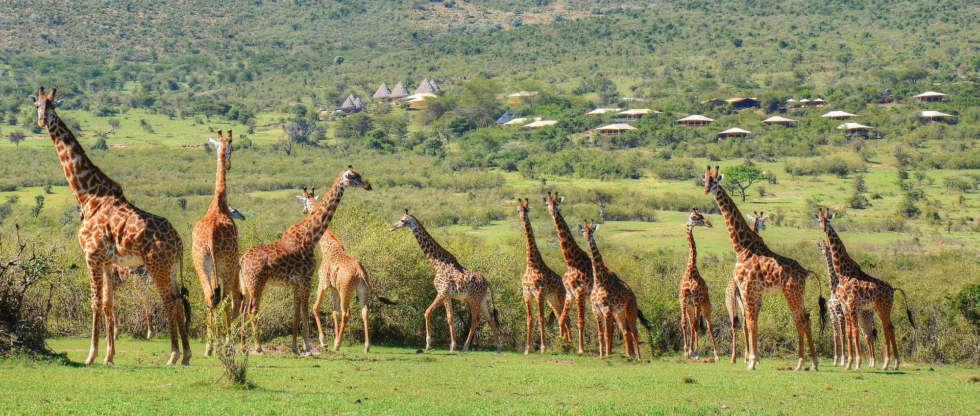 Our wWldlife Conservancy is private to Bushtops guests at Mara Bushtops Camp, Masai Mara, Kenya.