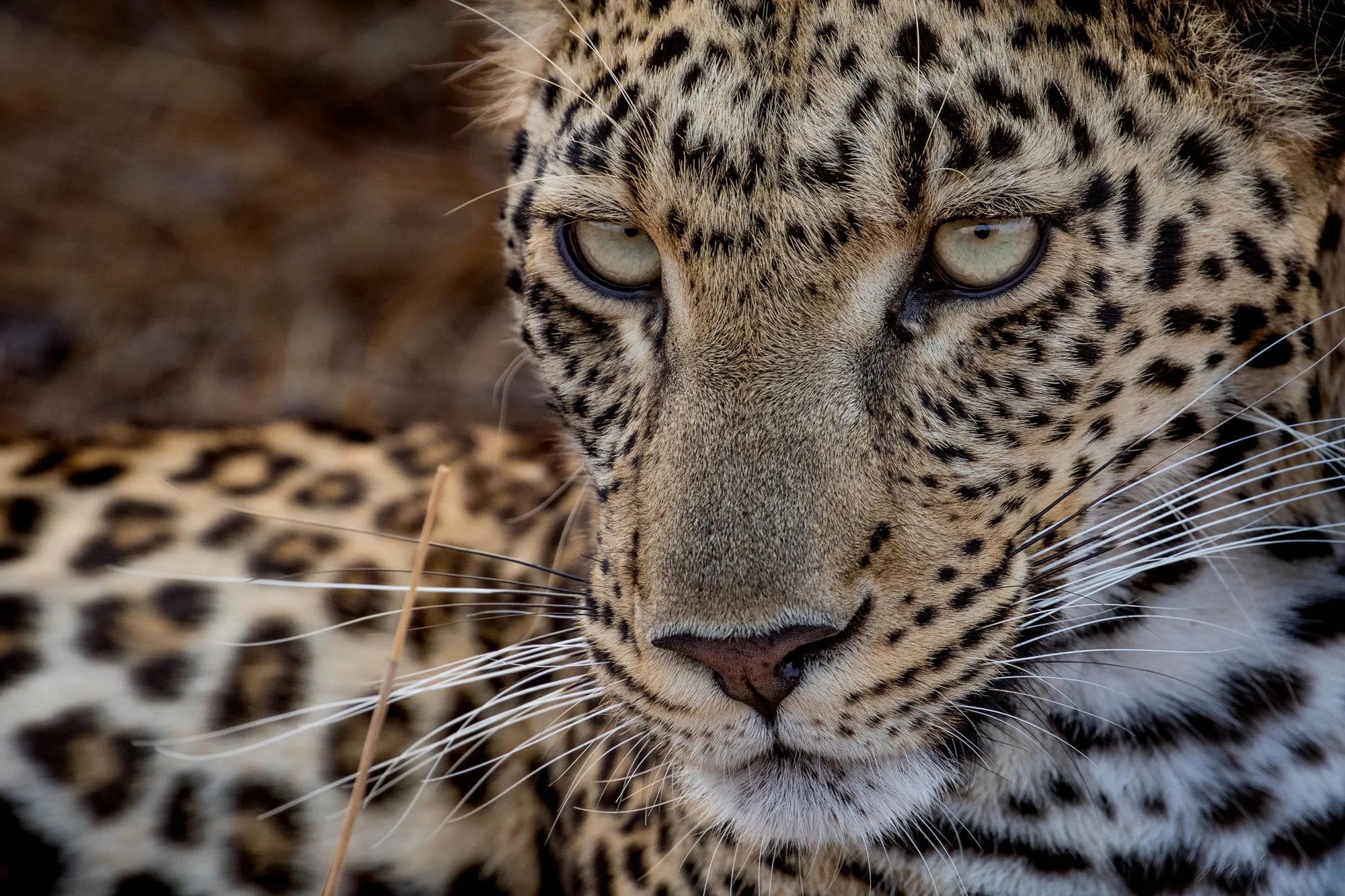 Leopard Details at Londolozi Private Granite Suites, Londolozi Game Reserve, South Africa.