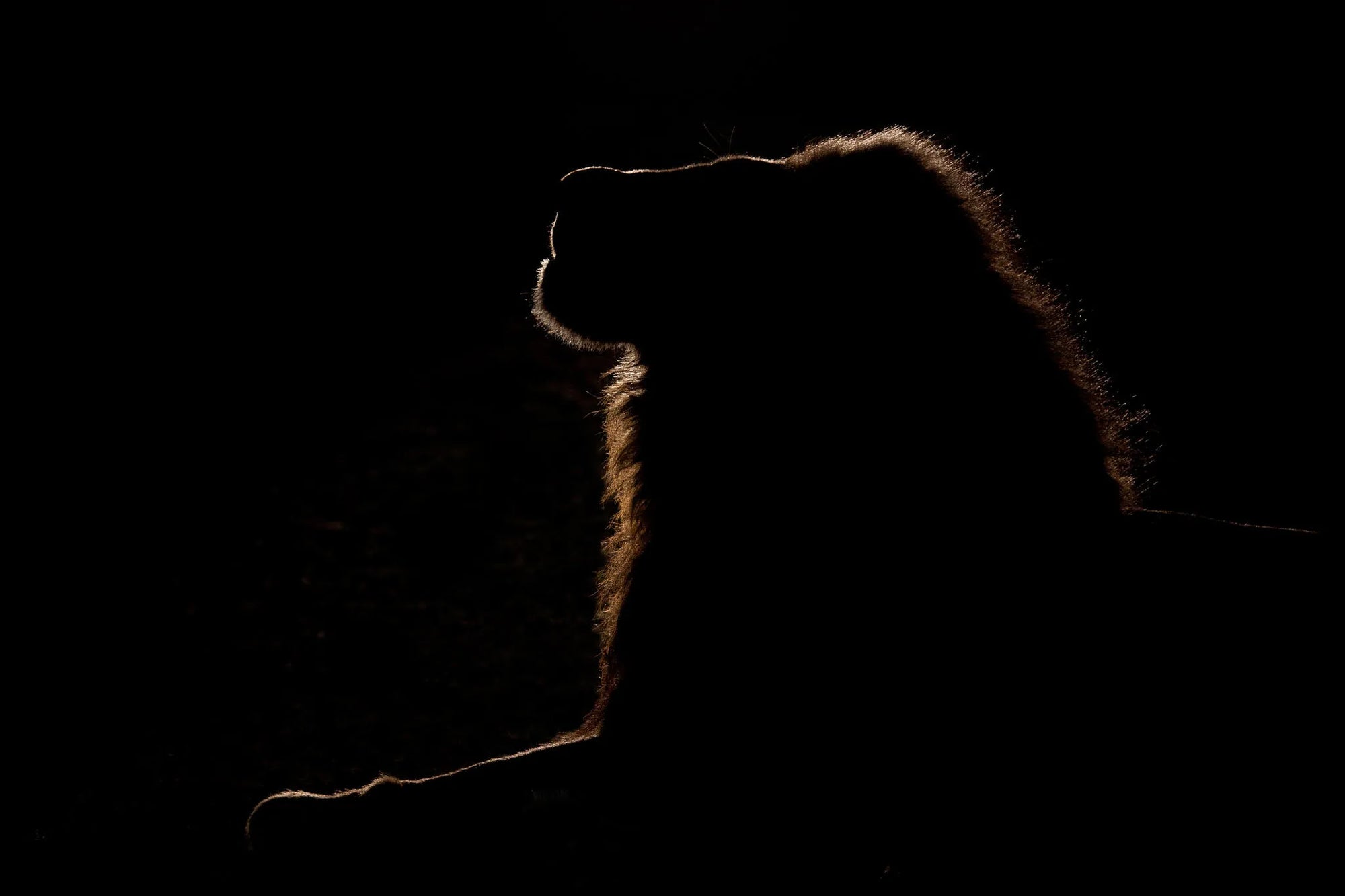 Backlit Lion at Londolozi Private Granite Suites, Londolozi Game Reserve, South Africa.