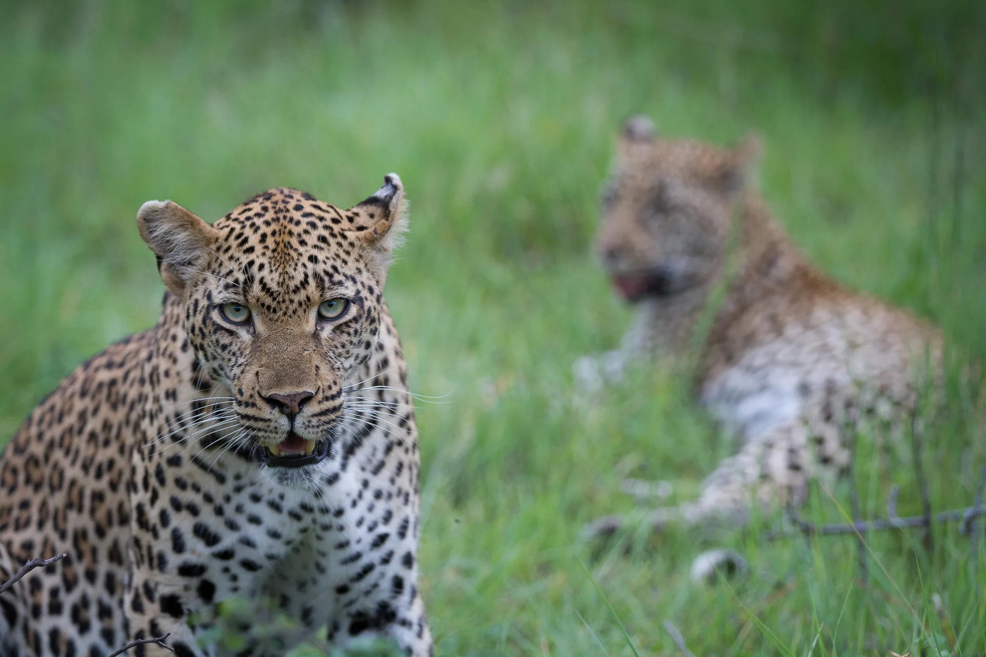 Leopard and cub at Londolozi Private Granite Suites, Londolozi Game Reserve, South Africa.
