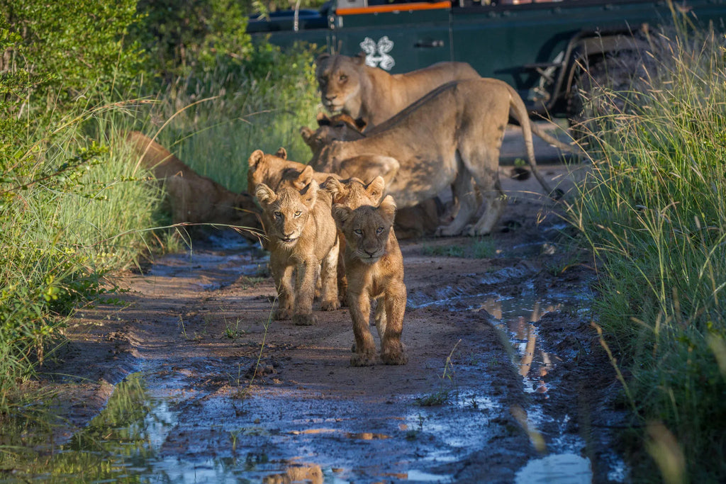 Lioness and cubs at Londolozi Private Granite Suites, Londolozi Game Reserve, South Africa.