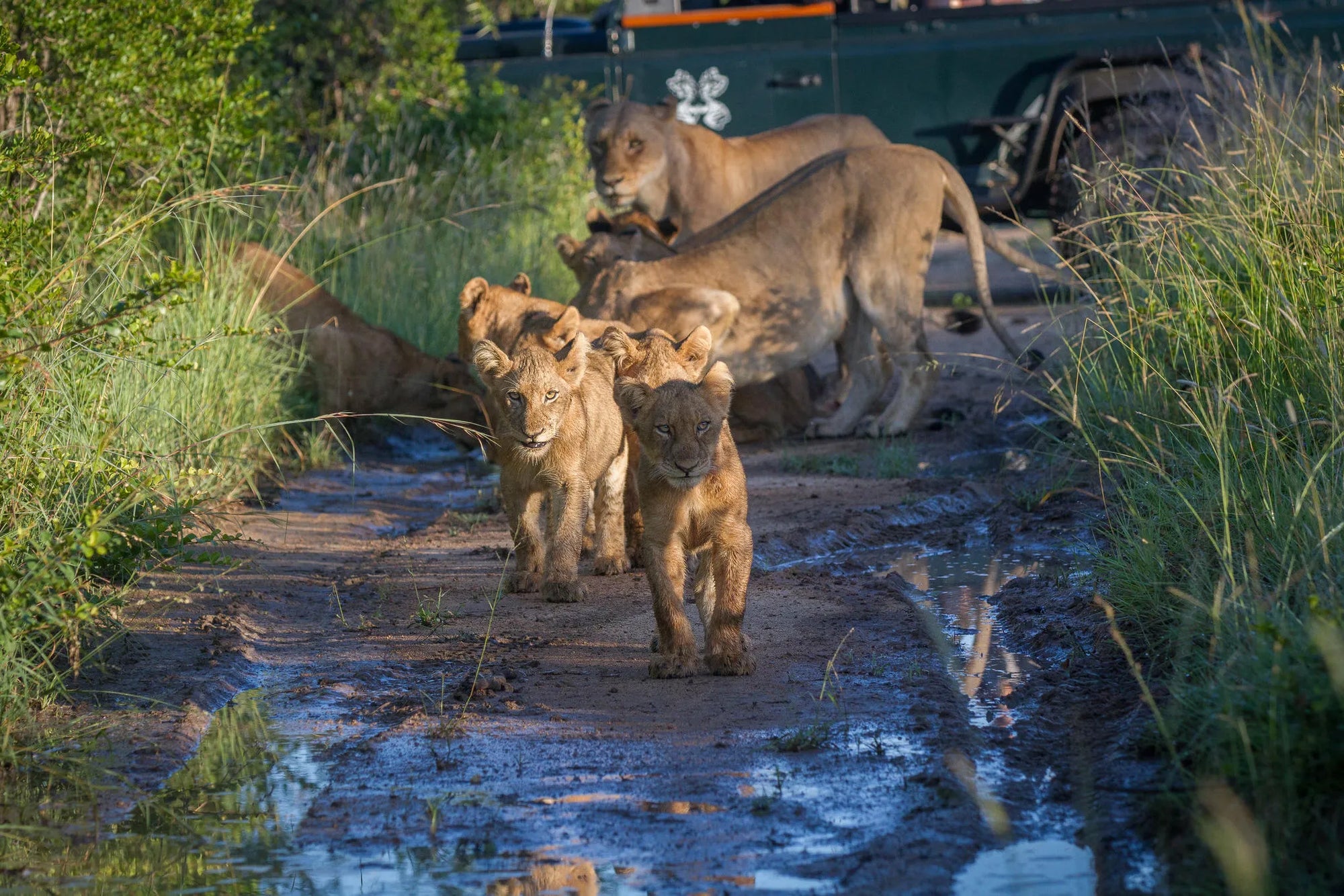Lioness and cubs at Londolozi Private Granite Suites, Londolozi Game Reserve, South Africa.