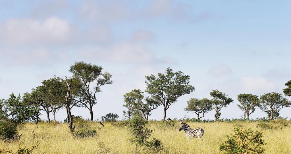 Zebra at Londolozi Private Granite Suites, Londolozi Game Reserve, South Africa.