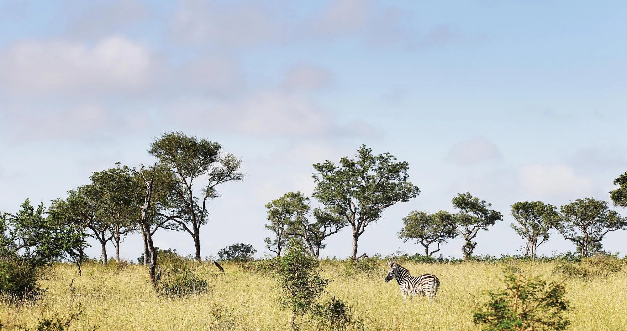 Zebra at Londolozi Private Granite Suites, Londolozi Game Reserve, South Africa.