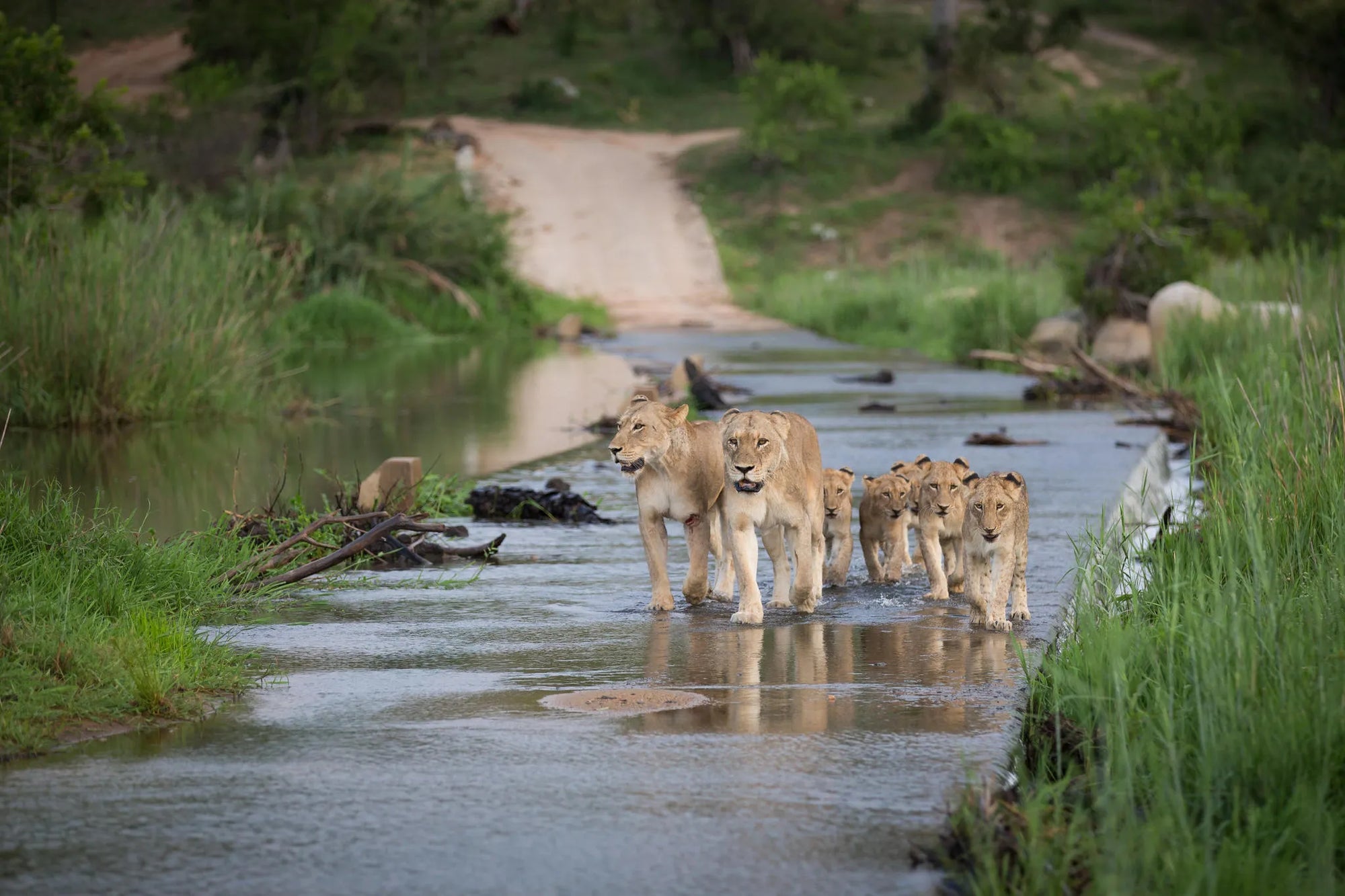 Lions crossing the Sand River at Londolozi Private Granite Suites, Londolozi Game Reserve, South Africa.