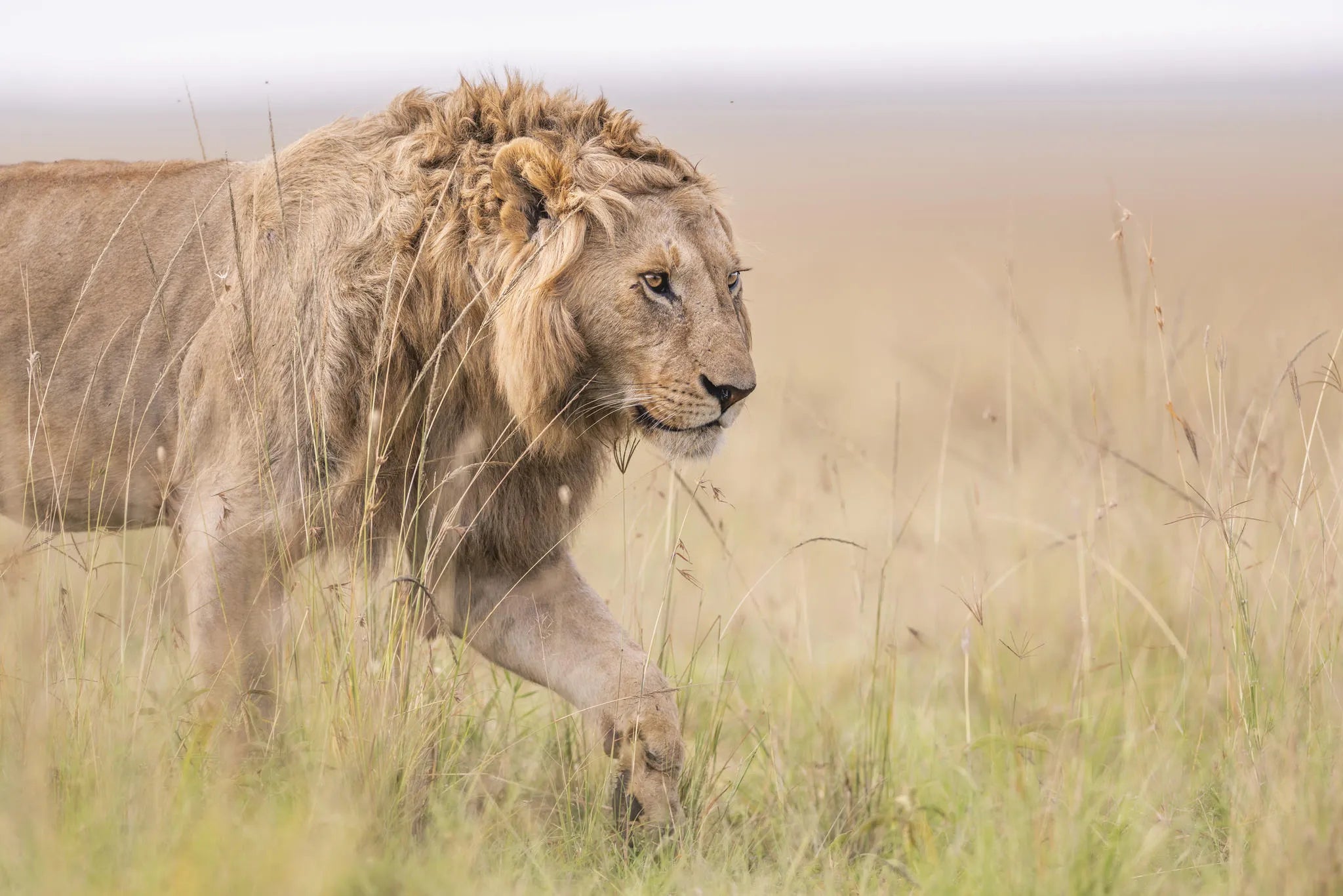 Governors' Camp, Masai Mara National Reserve, Kenya gallery image 33.