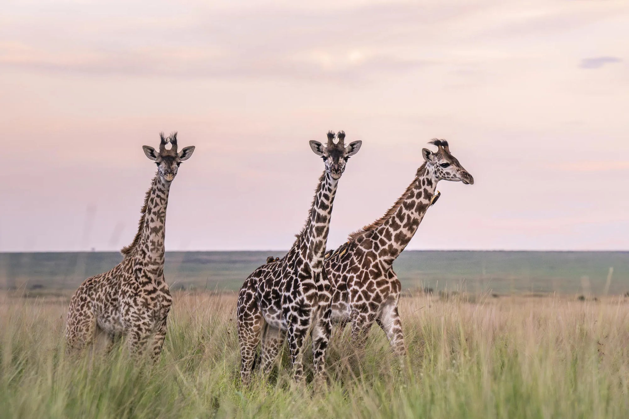 Governors' Camp at Governors' Camp, Masai Mara National Reserve, Kenya.