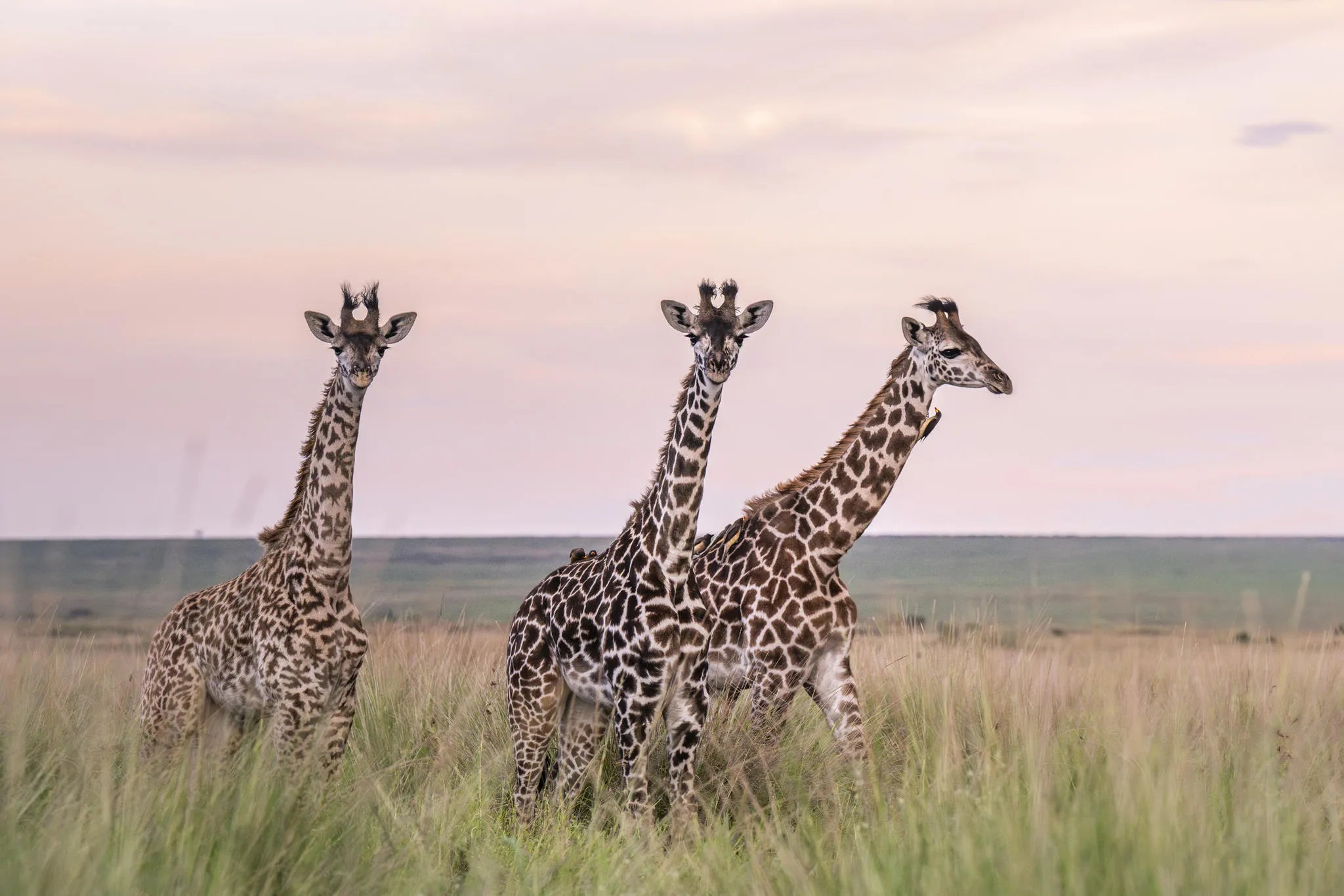 Governors' Camp at Governors' Camp, Masai Mara National Reserve, Kenya.