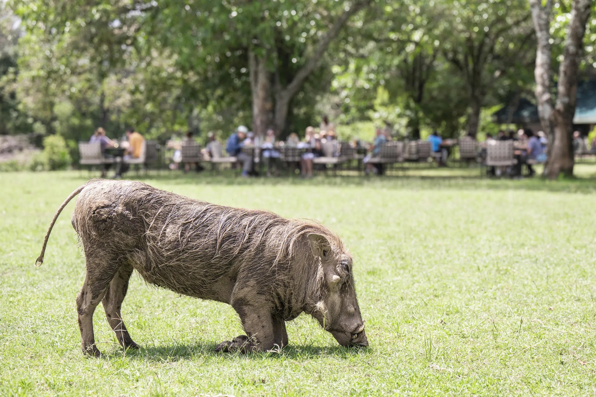 Governors' Camp at Governors' Camp, Masai Mara National Reserve, Kenya.