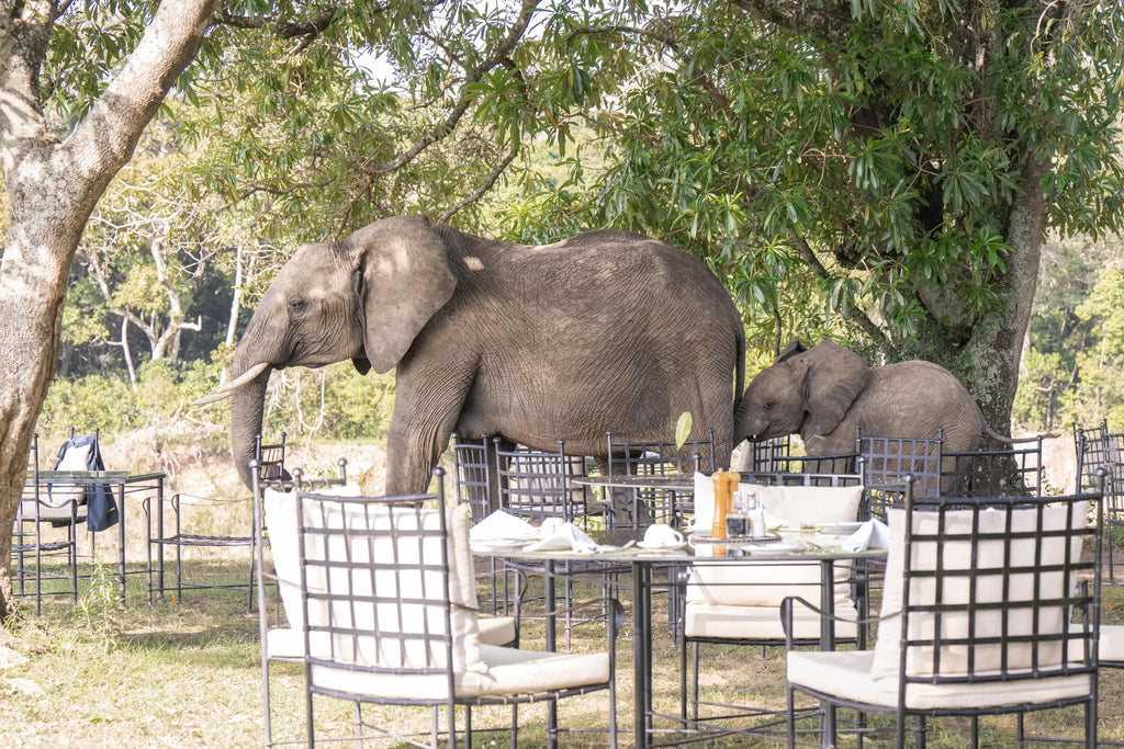 Governors' Camp at Governors' Camp, Masai Mara National Reserve, Kenya.