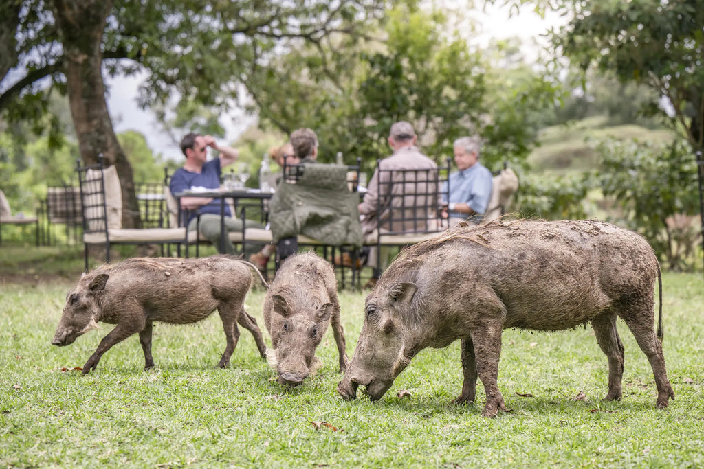 Governors' Camp at Governors' Camp, Masai Mara National Reserve, Kenya.