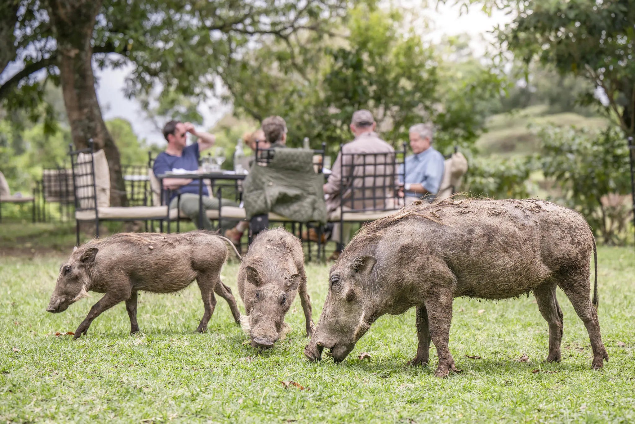Governors' Camp at Governors' Camp, Masai Mara National Reserve, Kenya.