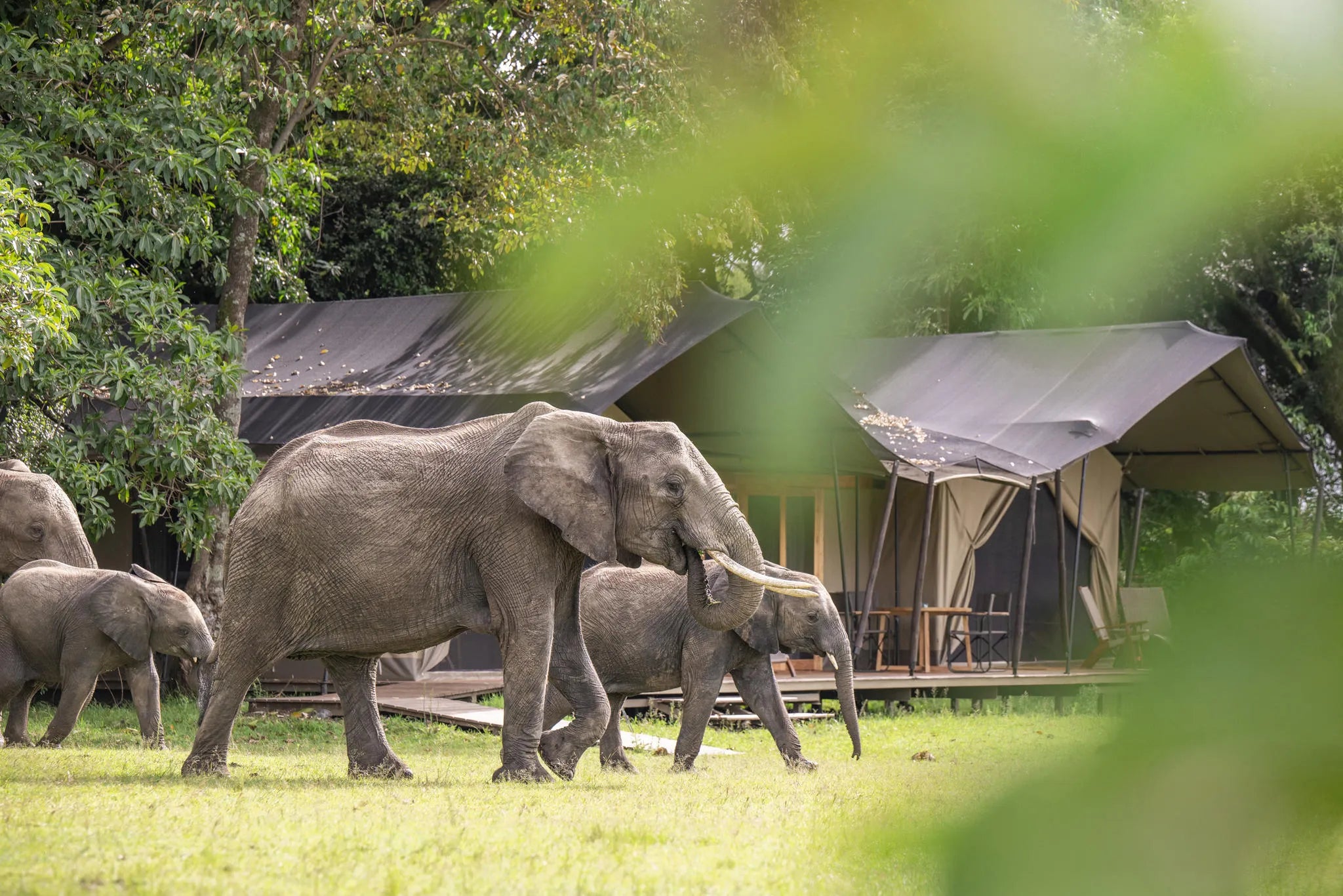 Governors' Camp Family Tent at Governors' Camp, Masai Mara National Reserve, Kenya.