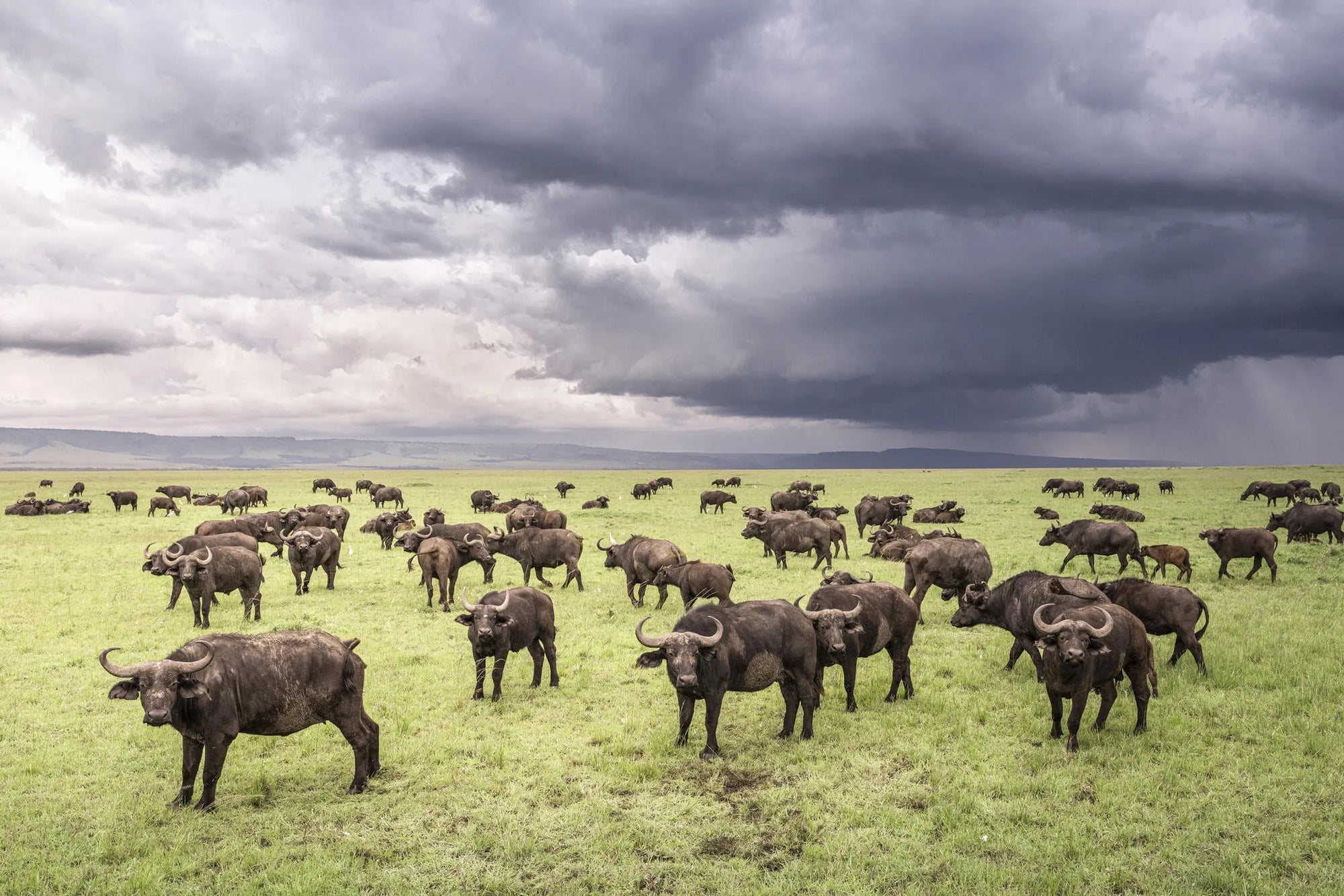 Governors' Camp at Governors' Camp, Masai Mara National Reserve, Kenya.