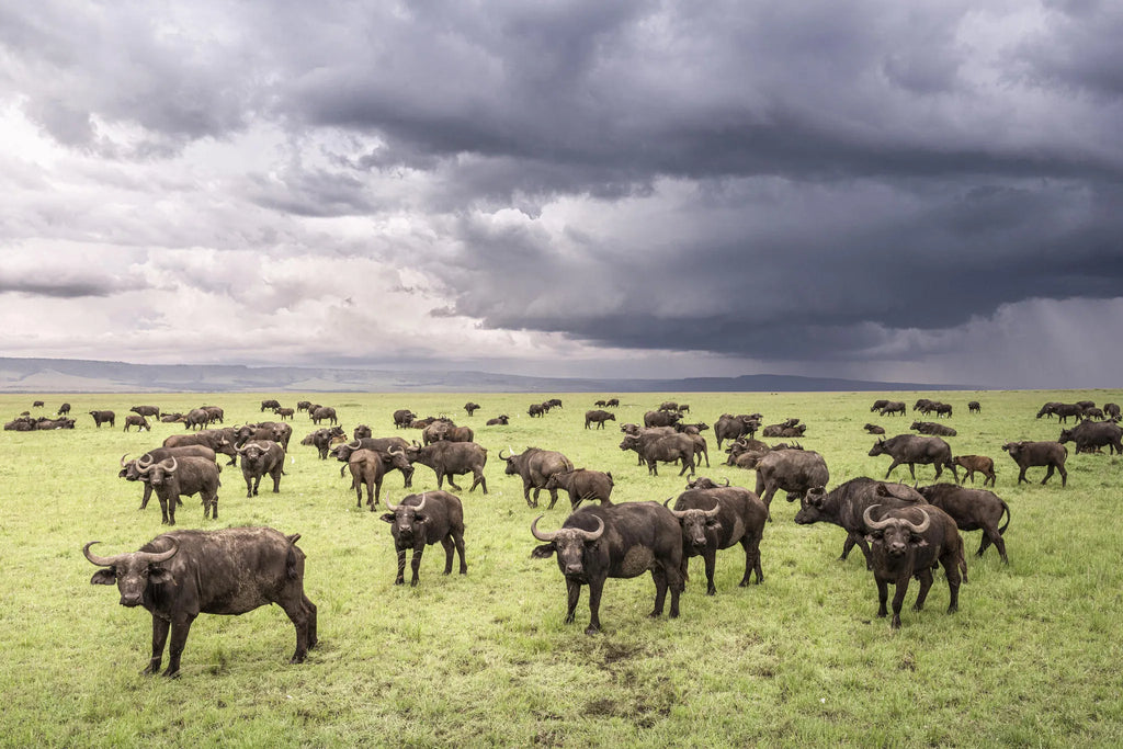 Governors' Camp at Governors' Camp, Masai Mara National Reserve, Kenya.