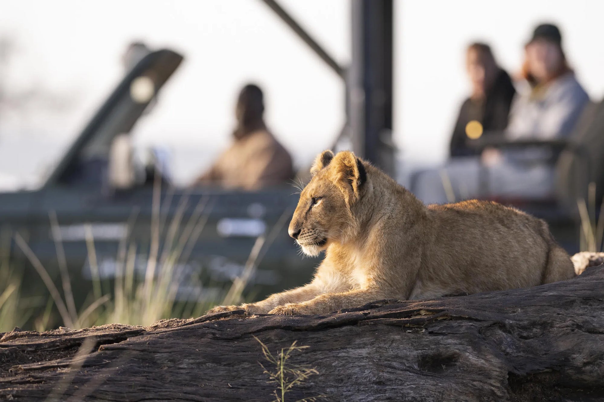 Governors' Camp, Masai Mara National Reserve, Kenya gallery image 33.