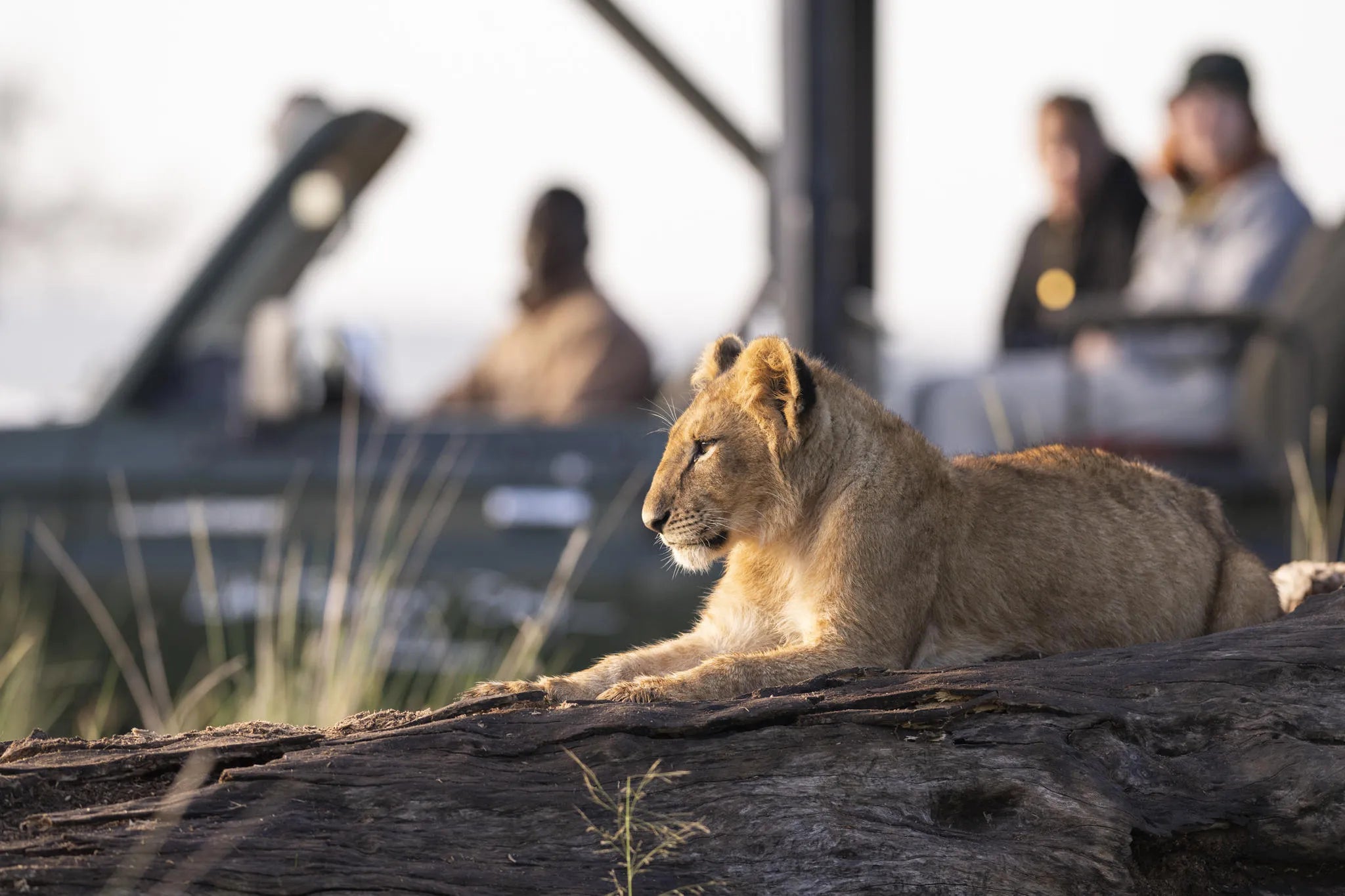 Governors' Camp, Masai Mara National Reserve, Kenya gallery image 33.
