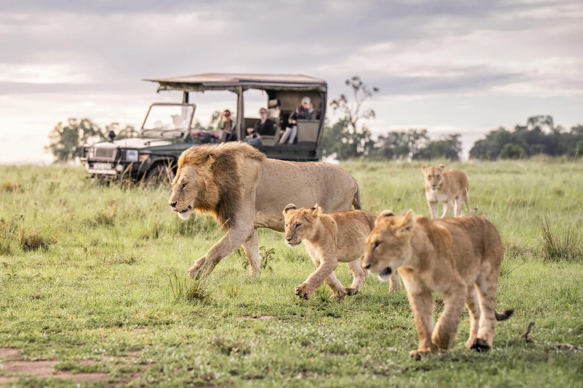 Governors' Camp at Governors' Camp, Masai Mara National Reserve, Kenya.