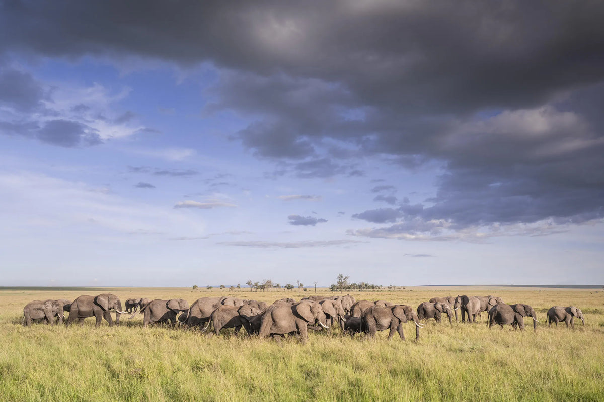Governors' Il Moran Camp at Governors' Il Moran Camp, Masai Mara National Reserve, Kenya.