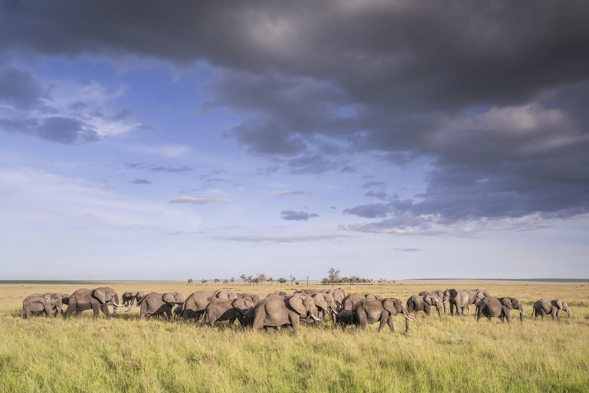 Governors' Il Moran Camp at Governors' Il Moran Camp, Masai Mara National Reserve, Kenya.