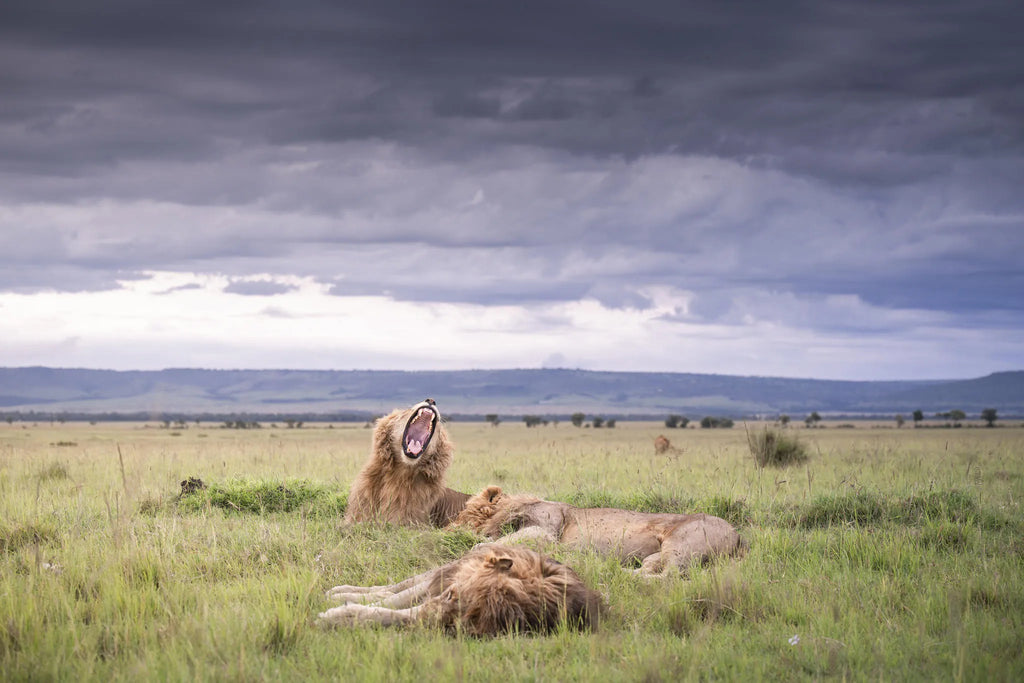 Governors' Il Moran Camp at Governors' Il Moran Camp, Masai Mara National Reserve, Kenya.