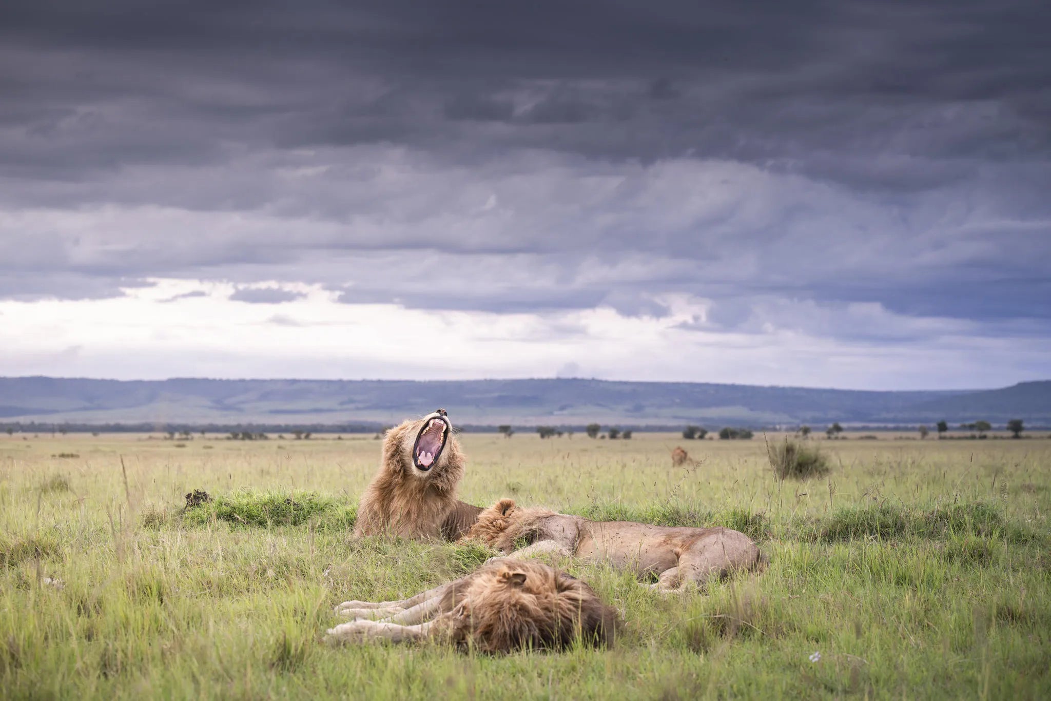 Governors' Il Moran Camp at Governors' Il Moran Camp, Masai Mara National Reserve, Kenya.